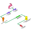 VICI DBS MINI WHISPER DISEGNO SCHEMA GENERATORE DI AZOTO